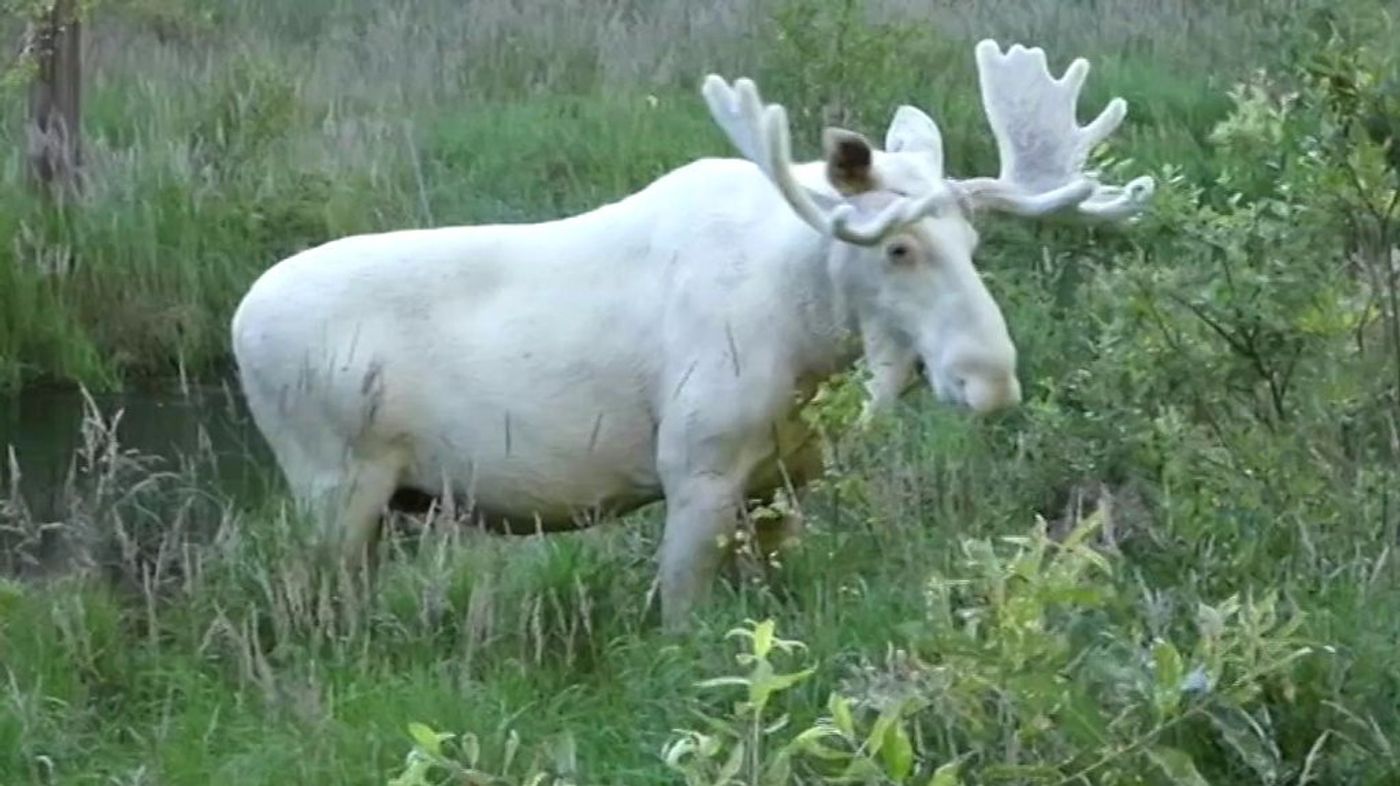 The white moose is a rare sight in Sweden.
