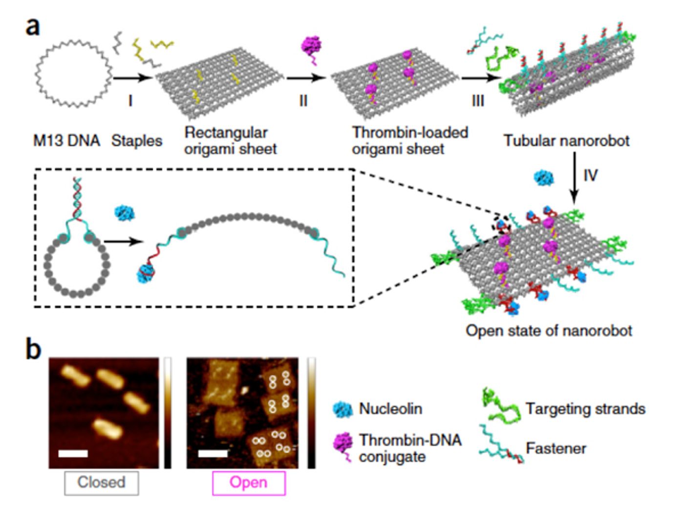 a) Design and characterization of DNA origami; b) Atomic force microscopy images of DNA nanorobots in open and closed state.  Coursey: Nature Biotechnology