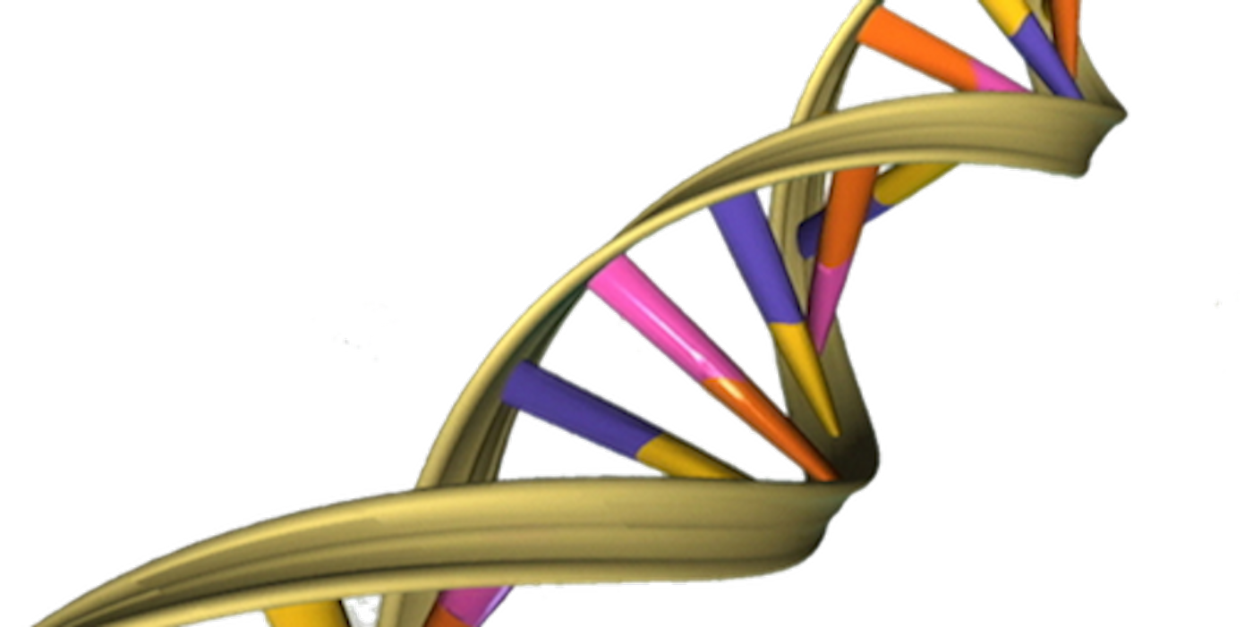 Scientists want to get a handle on gene expression by manipulating RNA / Credit: Wikimedia Commons/ National Human Genome Research Institute