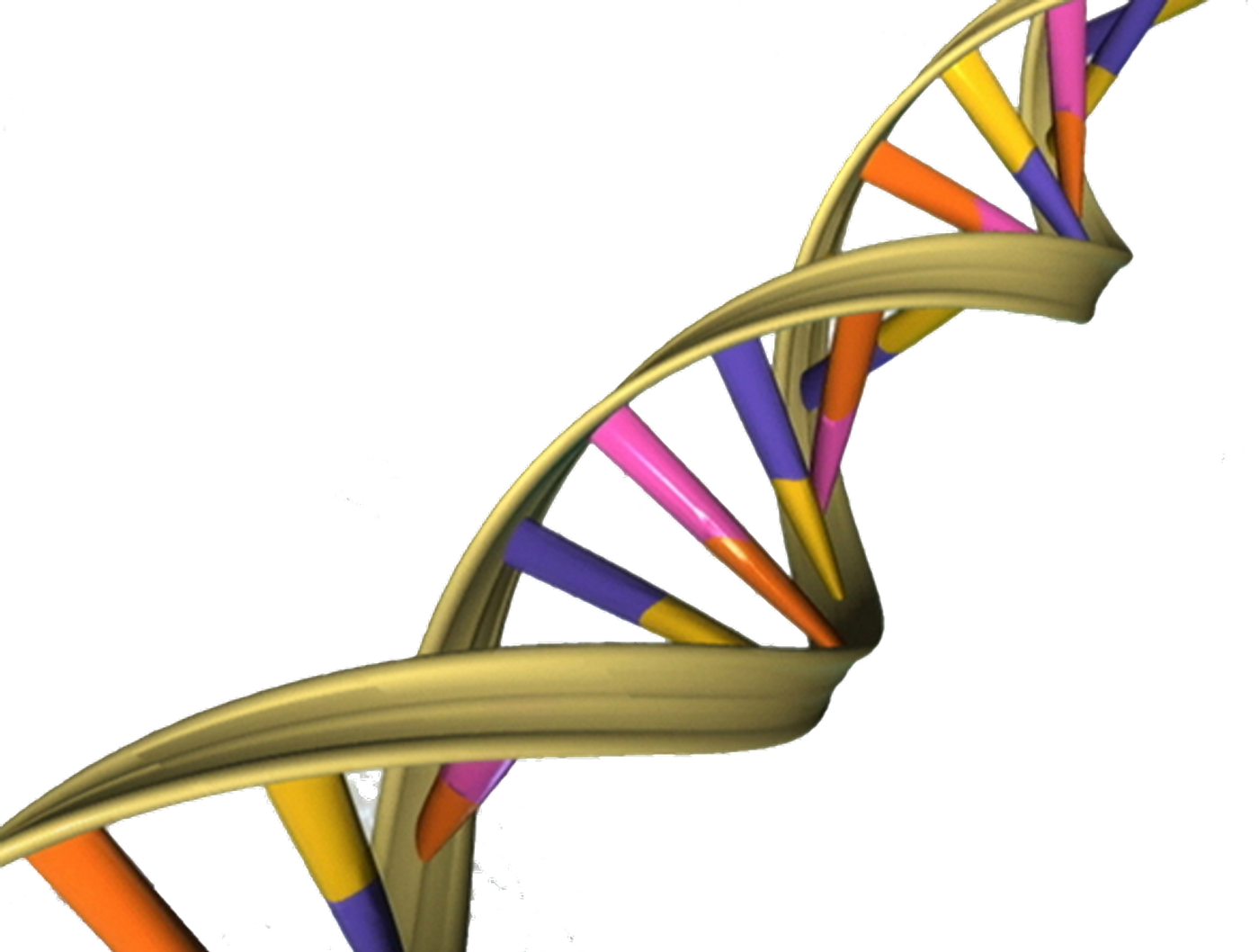 DNA Double Helix / Credit: National Human Genome Research Institute