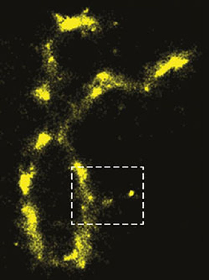 Image shows auto-fluorescence of an individual chromosome. Credit: Northwestern University