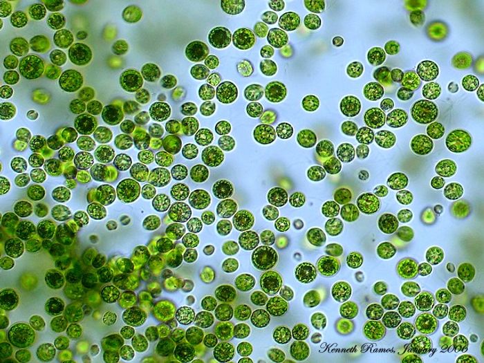 The green alga Chlamydomonas 