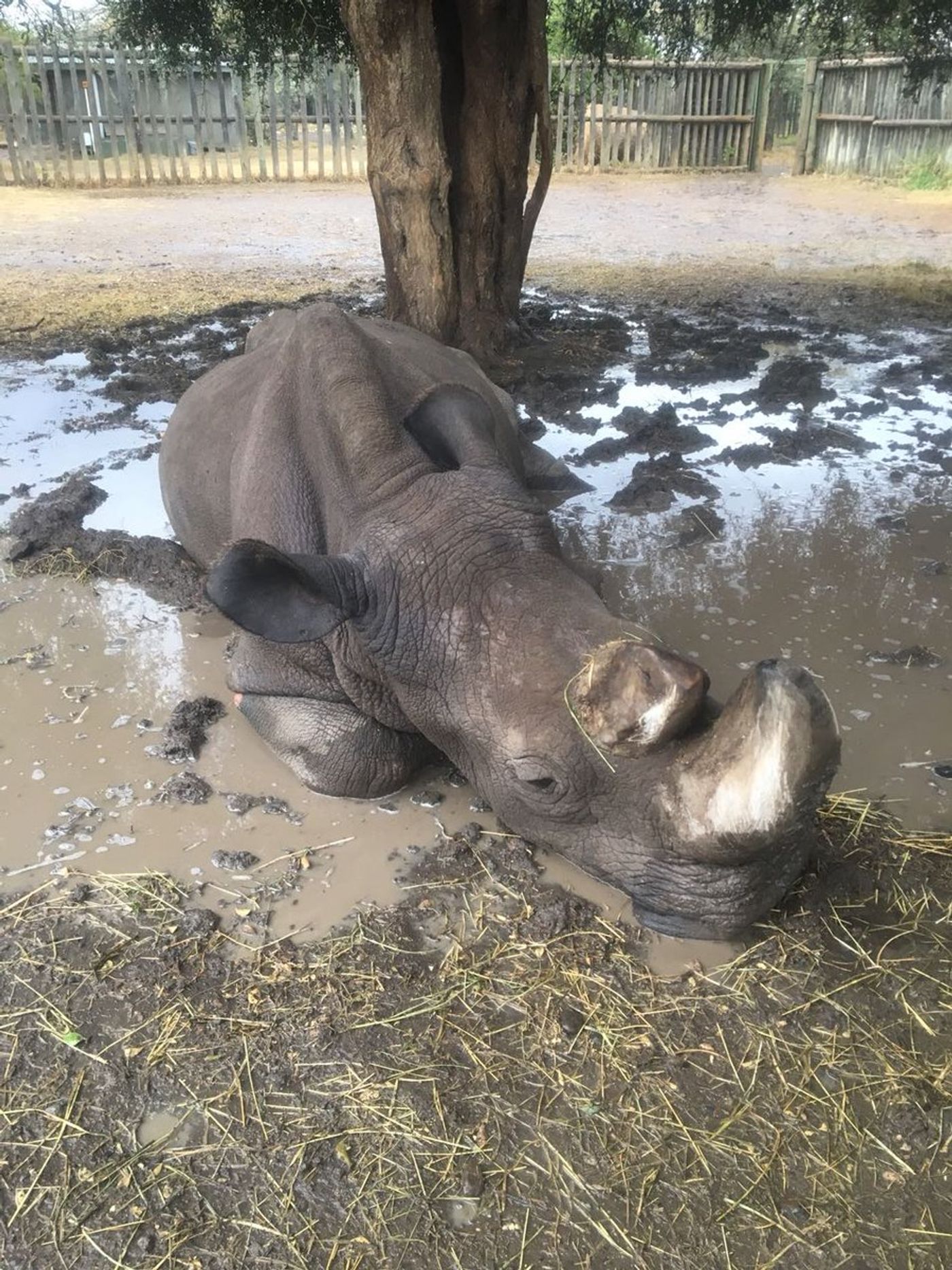 Sudan enjoys a mud bath after heavy rains impact parts of Kenya this week.