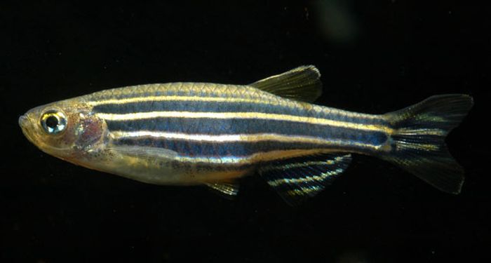 Zebra fish were among the swimming creatures used in the experiment.