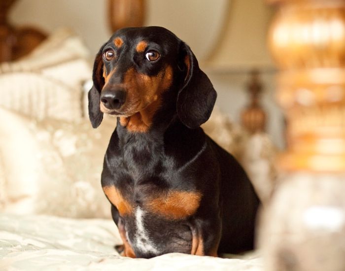 Daschunds are just one of the species of small dogs that are affected by heart disease problems.