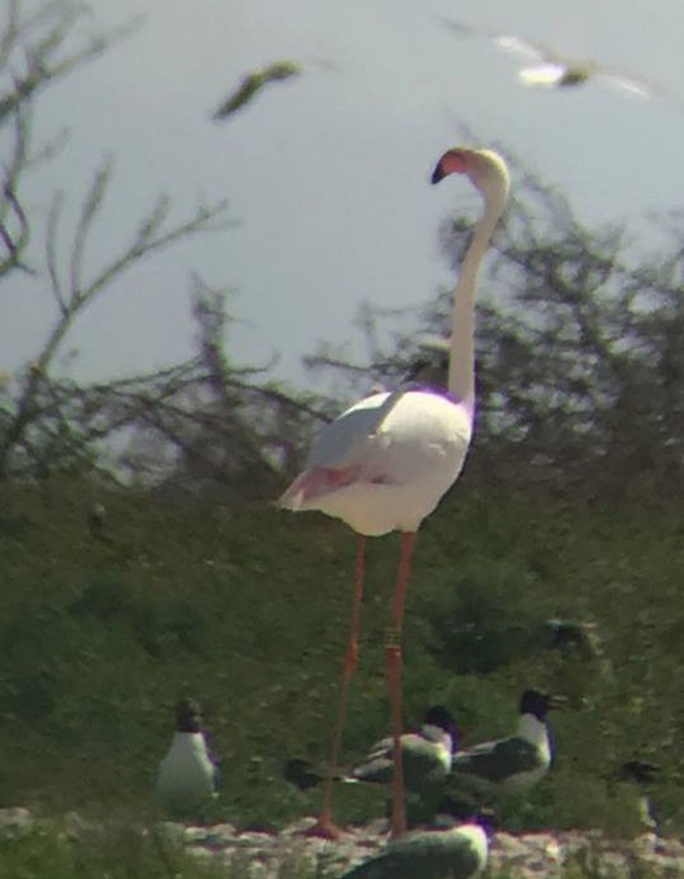 Wildlife experts captured this picture of a flamingo that escaped from Kansas Zoo in 2003.