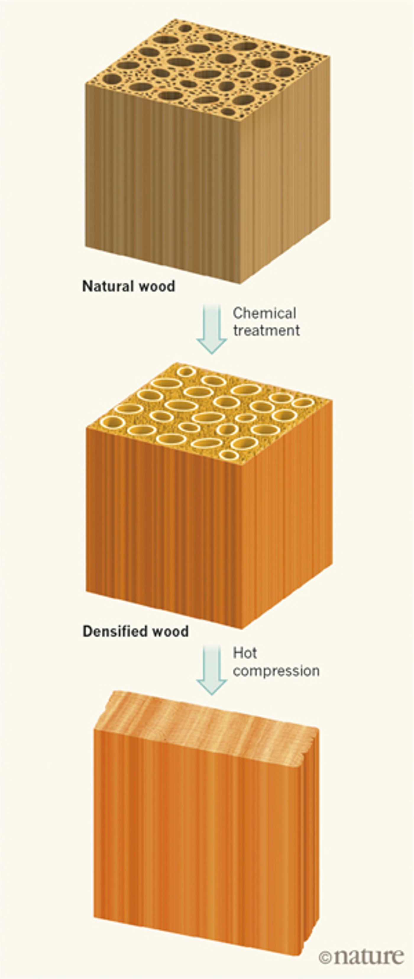 A process for densifying wood                                                         