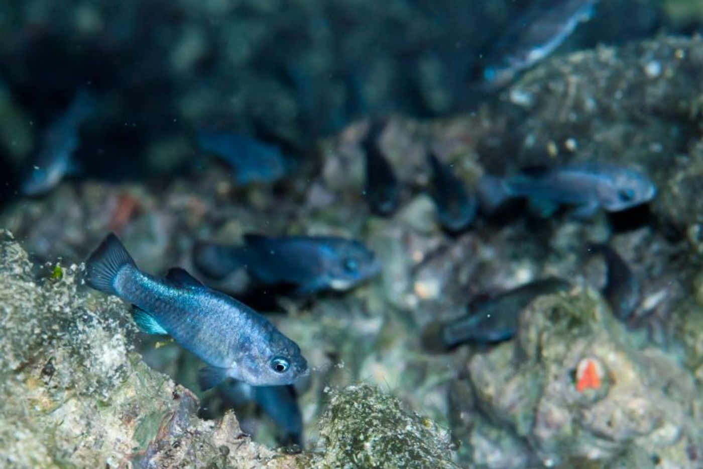 Devils Hole pupfish. Photo: U.S. National Park Service.