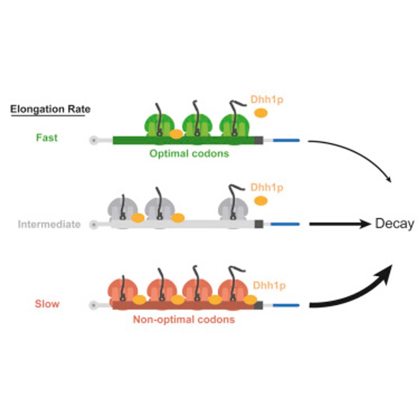 The graphical abstract for the Cell publication by Radhakrishnan et al