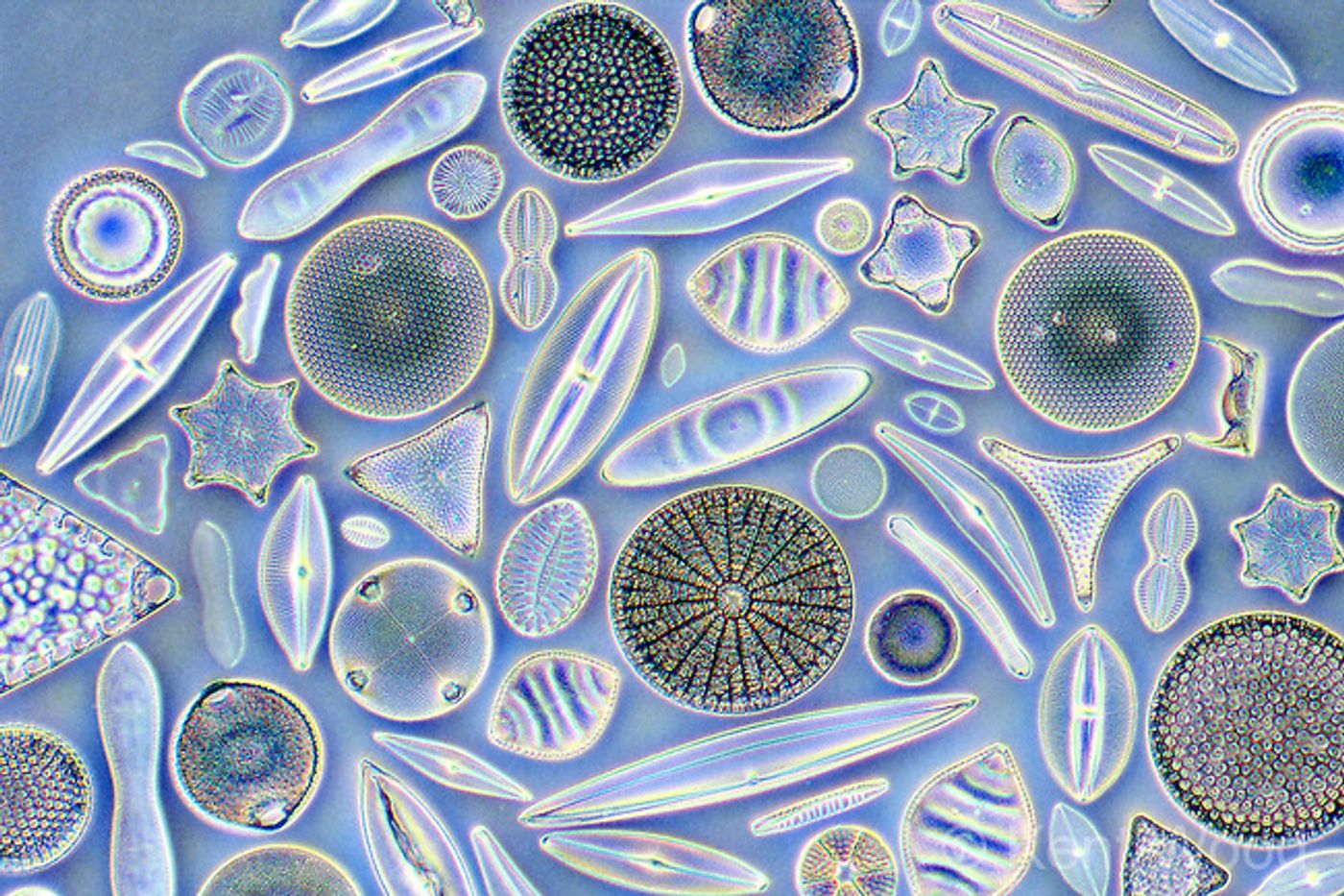 Diatoms come in all shapes and sizes.