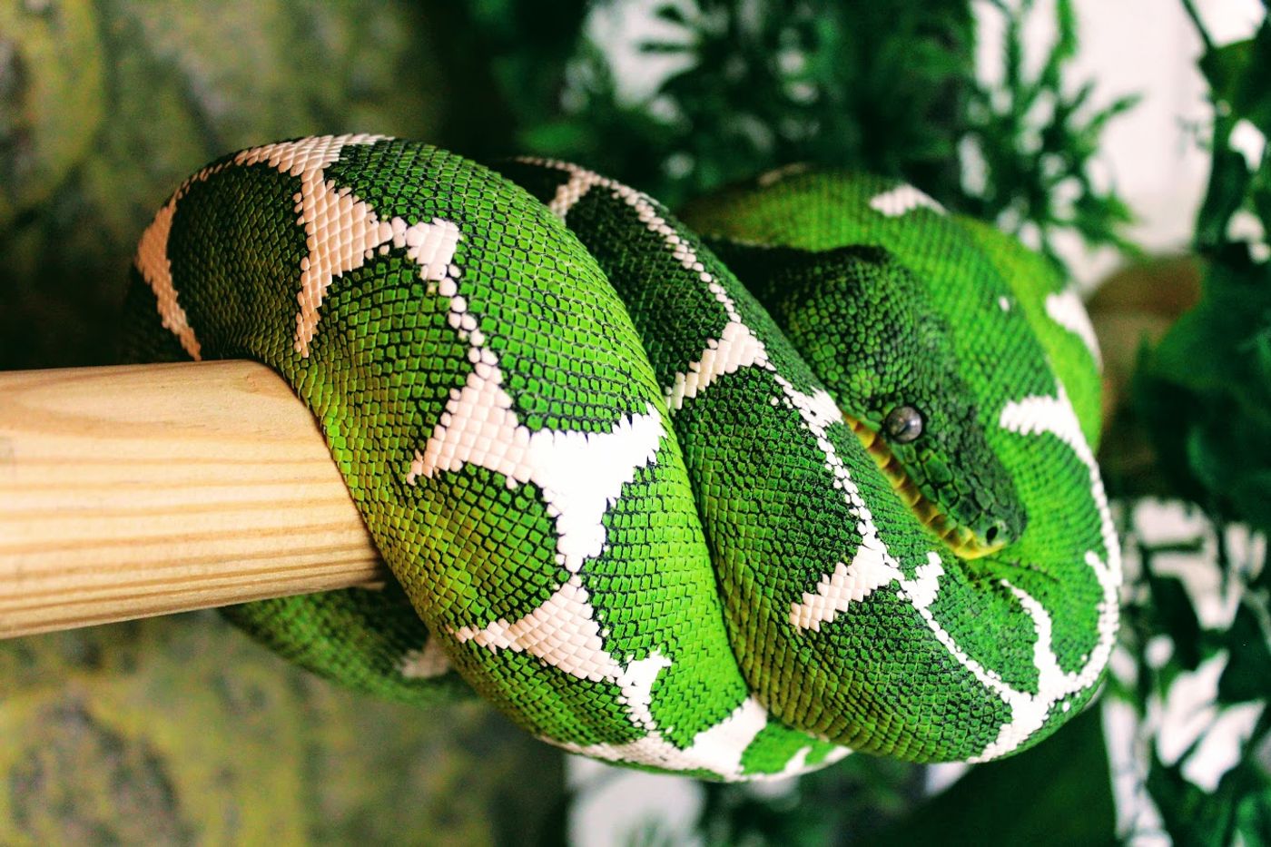 Pictured is a mature female Amazon Basin Emerald Tree Boa.