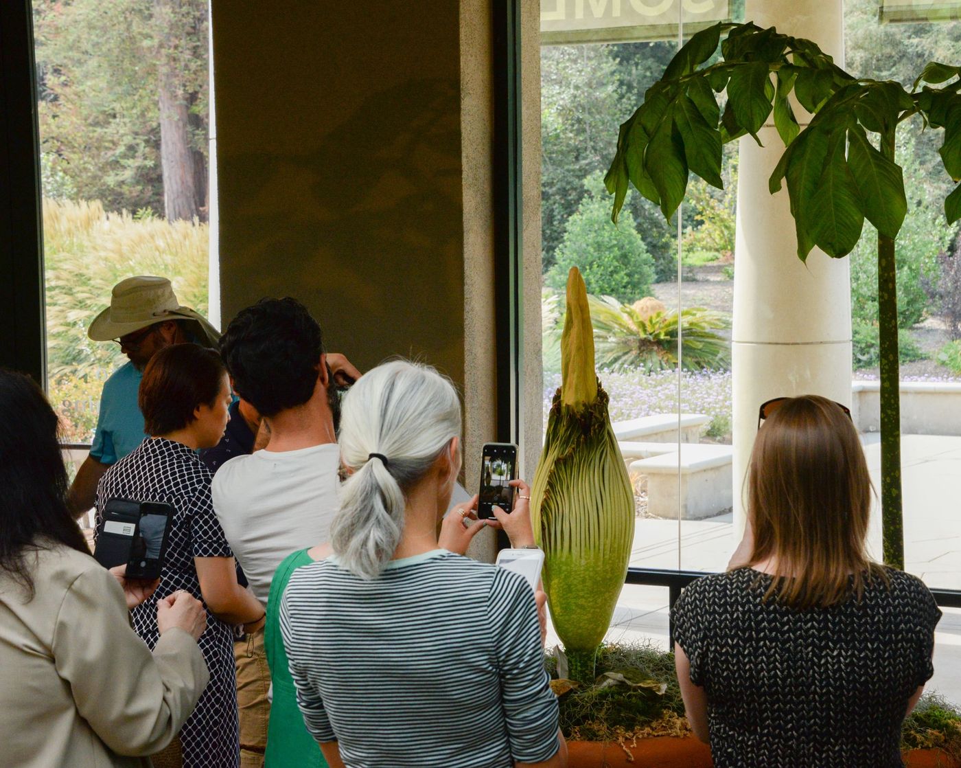 A view of the 44-inch corpse flower at Huntington Library in California.