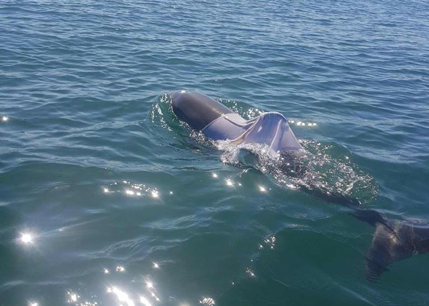 A wild bottlenose dolphin has been spotted in the wild with a T-shirt on. And that's not good.