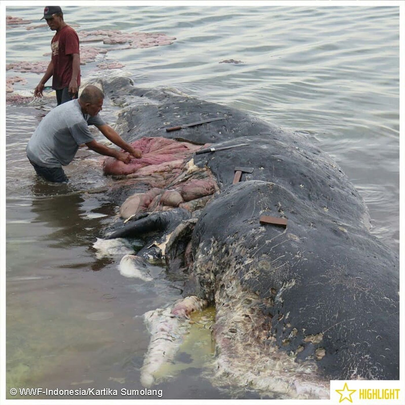 A deceased whale is investigated after being found on the shoreline of an Indonesian National Park.