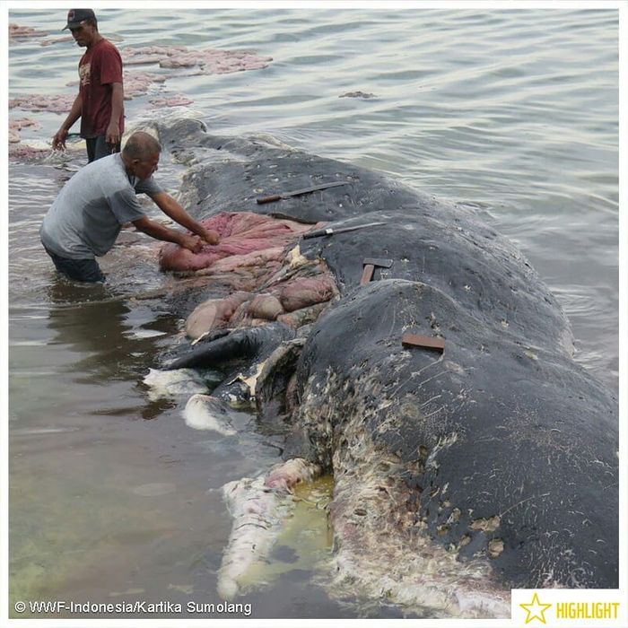 A deceased whale is investigated after being found on the shoreline of an Indonesian National Park.