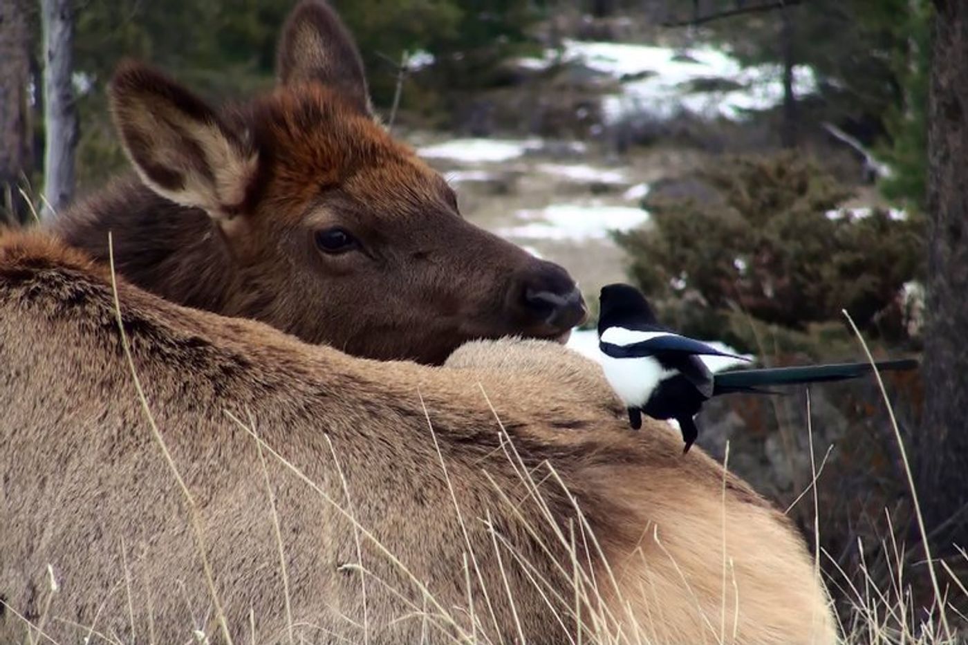 A bold magpie lands on a shy elk in Canada.