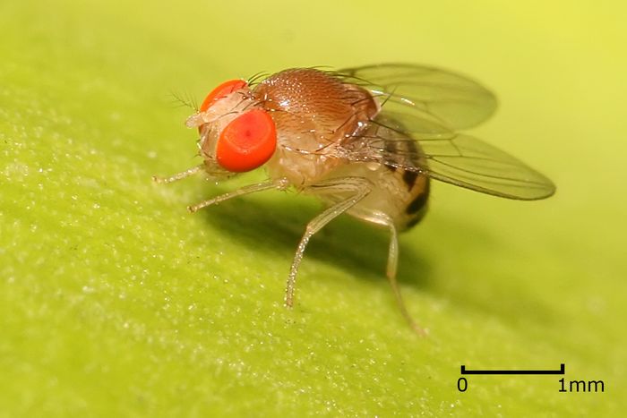 A Fruit Fly