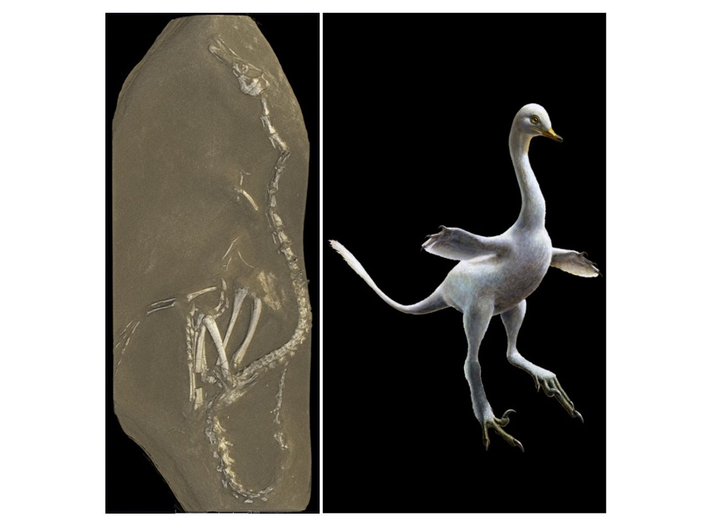 An image of the fossil beside an artist's rendition of what the creature might have looked like.