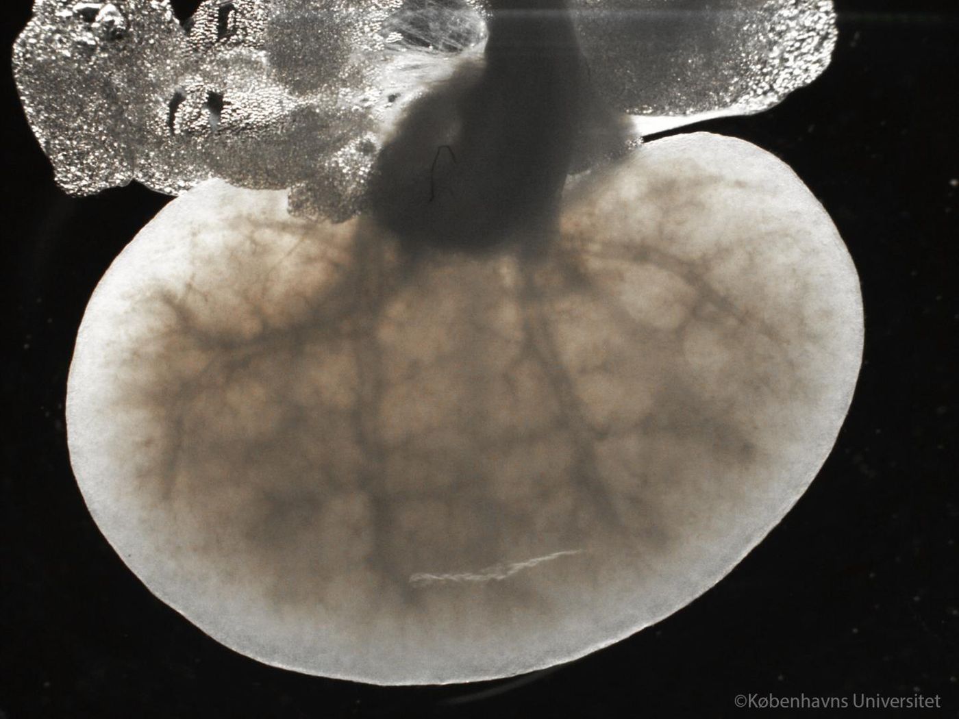 De-cellularized kidney seen with a dark field microscope. / Credit: by Alejandro Mayorca-Guiliani.