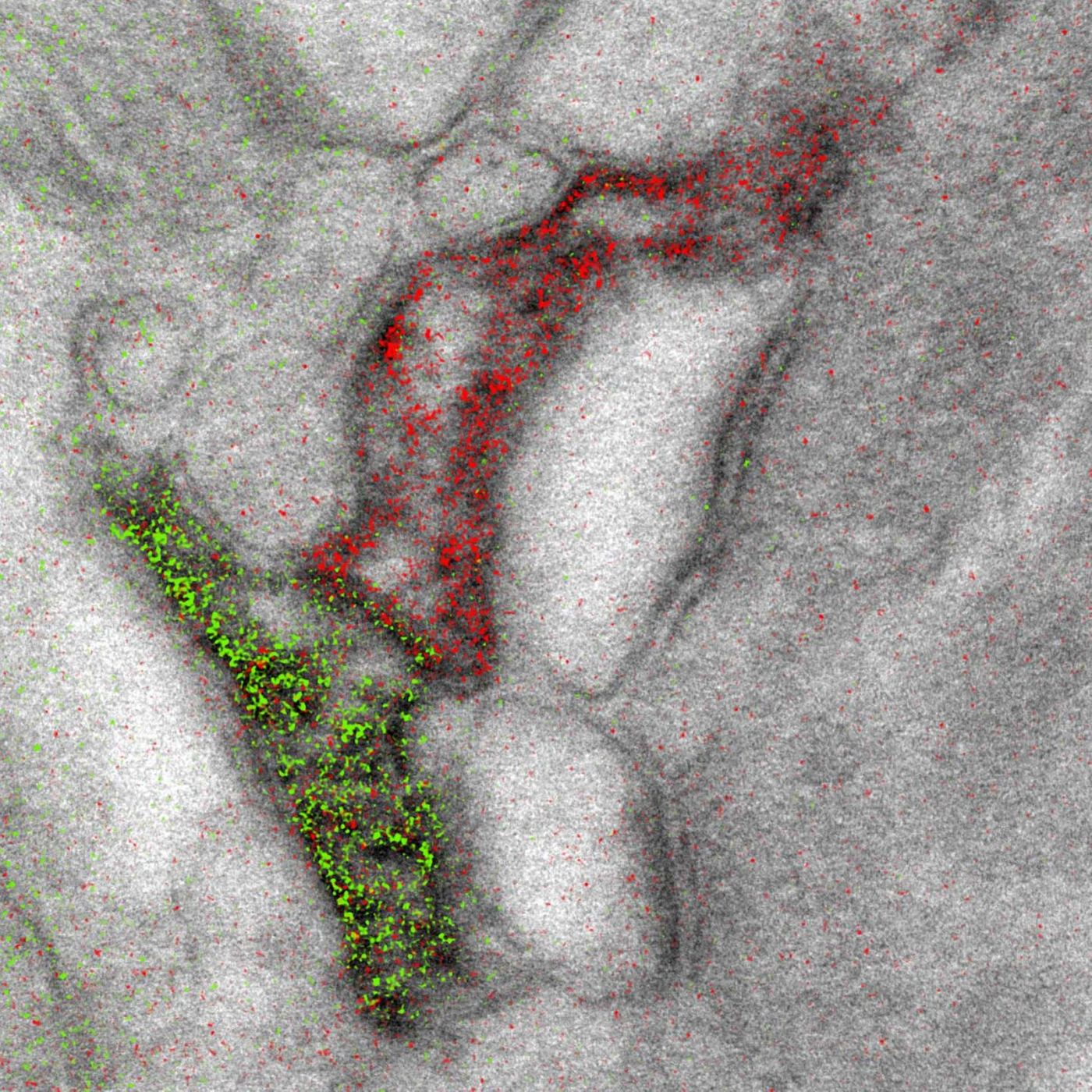 Two-color merge of the spectrally separated elemental maps (green for Ce and red for Pr) overlaid on a conventional image, showing the two different astrocyte processes contacting the same synapse. / Credit: Adams et al./Cell Chemical Biology 2016