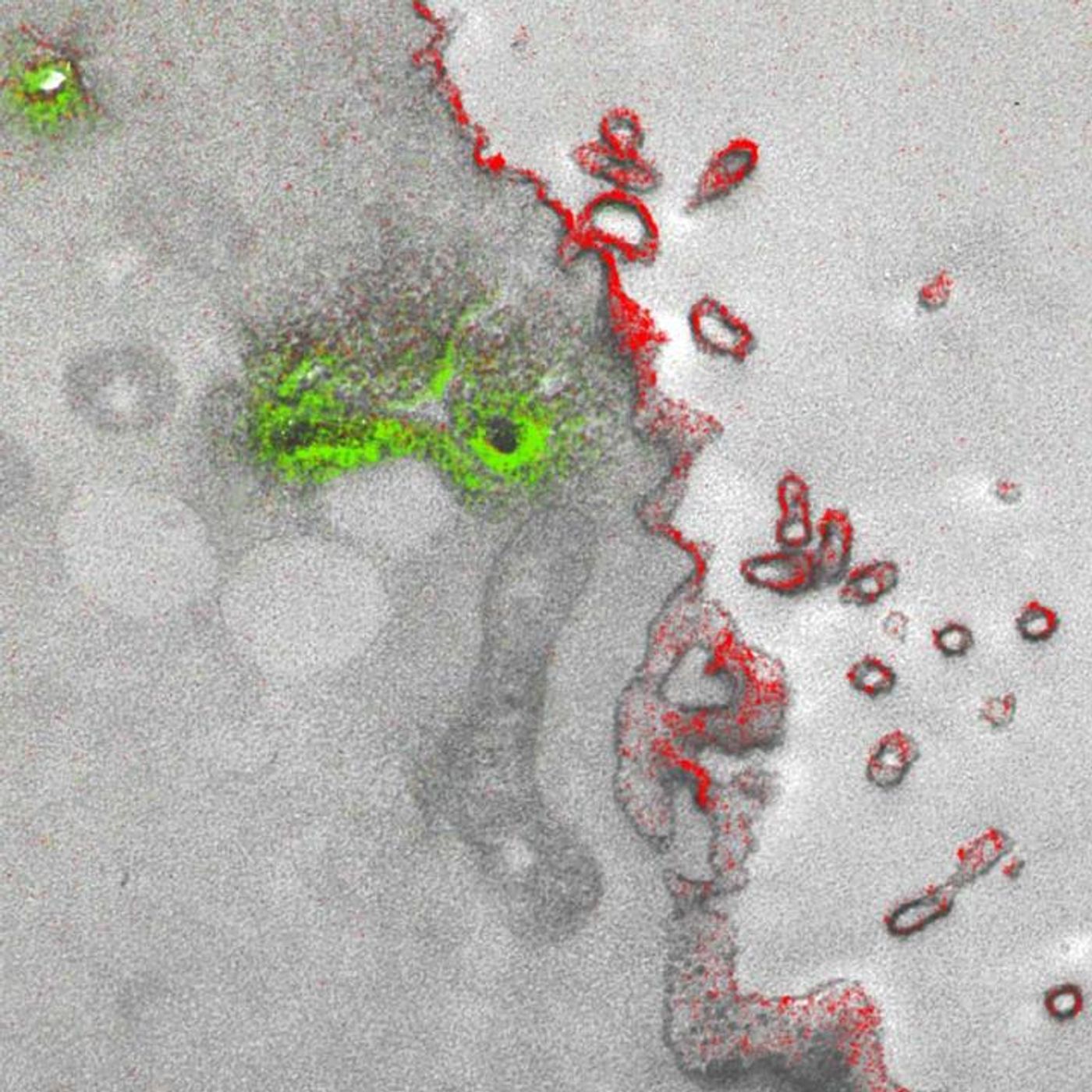Two-color merge of the elemental maps (La in green and Ce in red), overlaid on the conventional electron microscopy image of Golgi and Plasma Membrane in Tissue Culture Cells. / Credit: Adams et al./Cell Chemical Biology 2016
