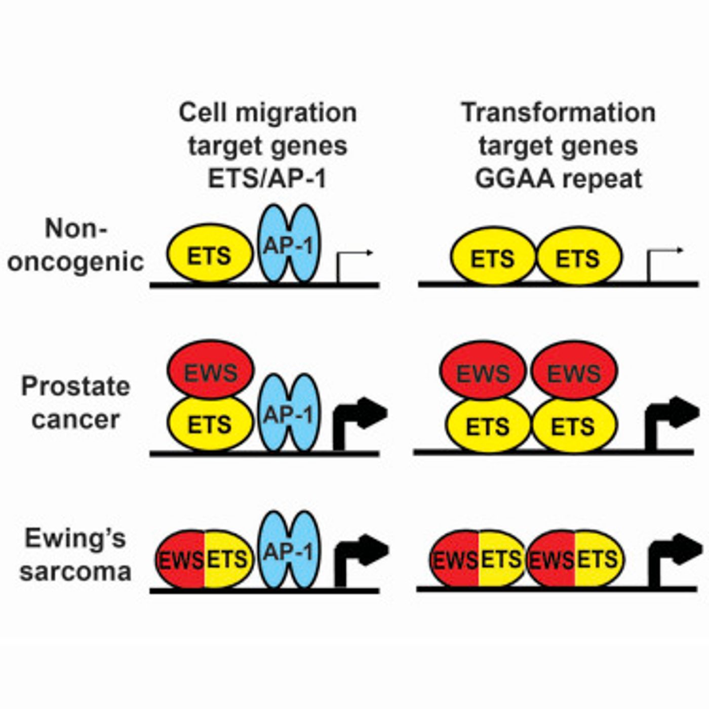  Graphical Abstract - Cell Reports 2016 Kedage et al