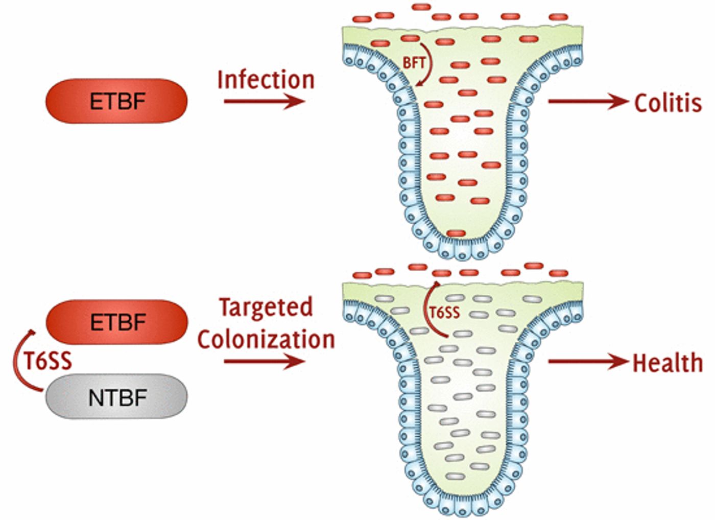The probiotic potential of colonization is demonstrated with non?toxigenic Bacteroides fragilis (NBTF), protecting the host from enterotoxigenic B. fragilis?induced (EBTF) disease through intraspecific competition via type VI secretion. / Credit: EMBO Reports Hecht et al