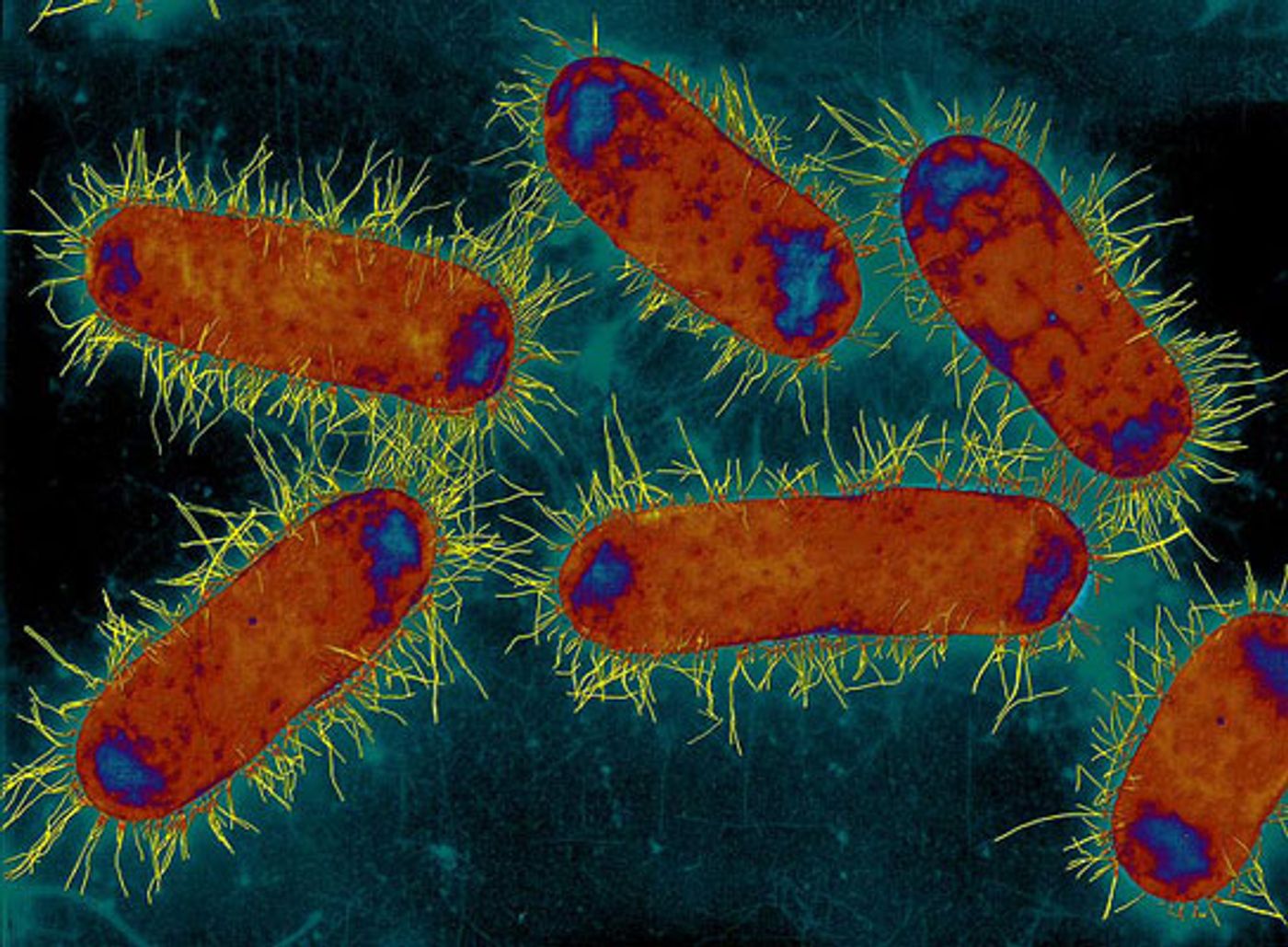 The insides of bacteria stay organized, even without organelles.