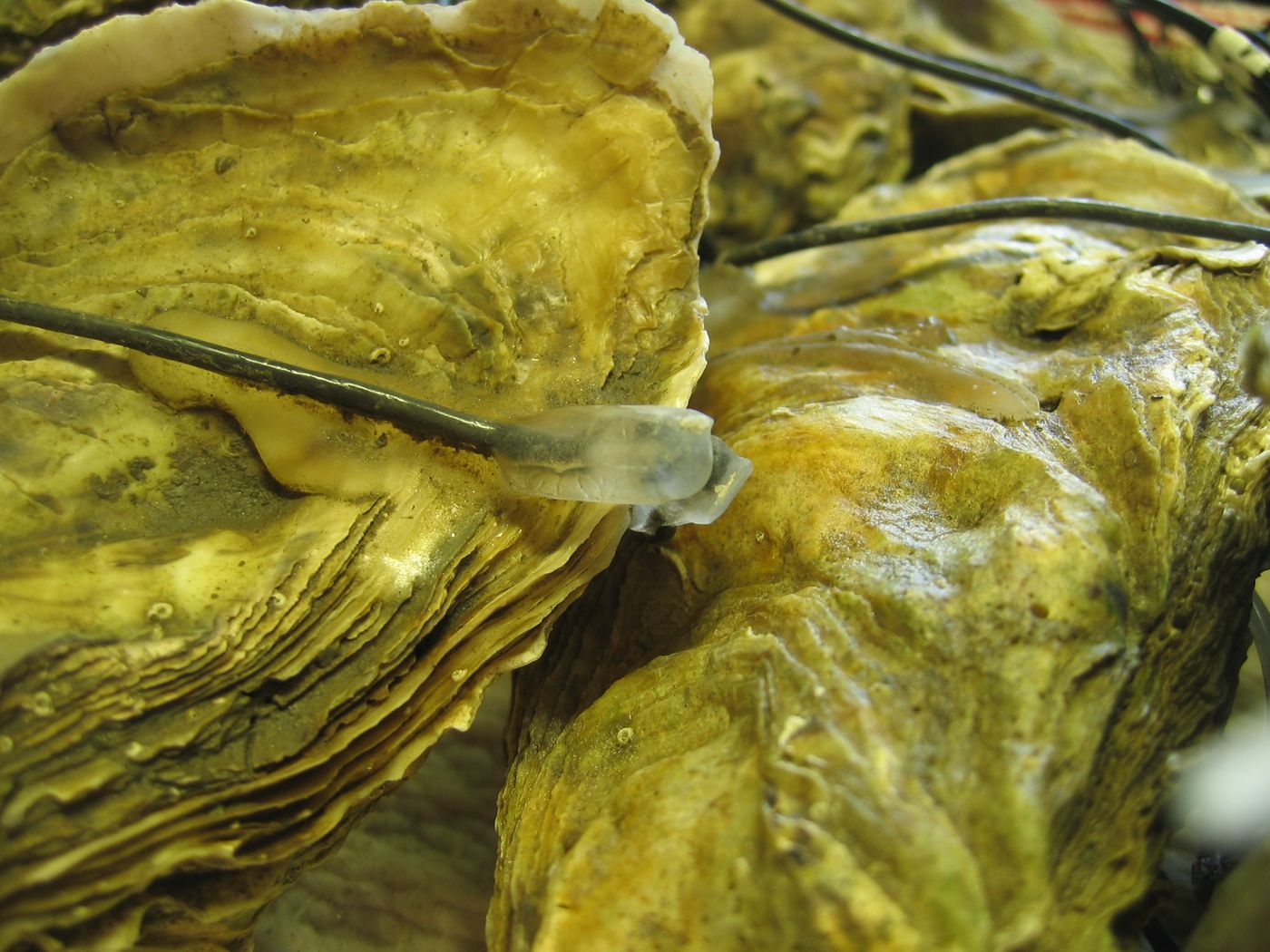 Oysters are equipped with electrodes to monitor their activity around the clock.