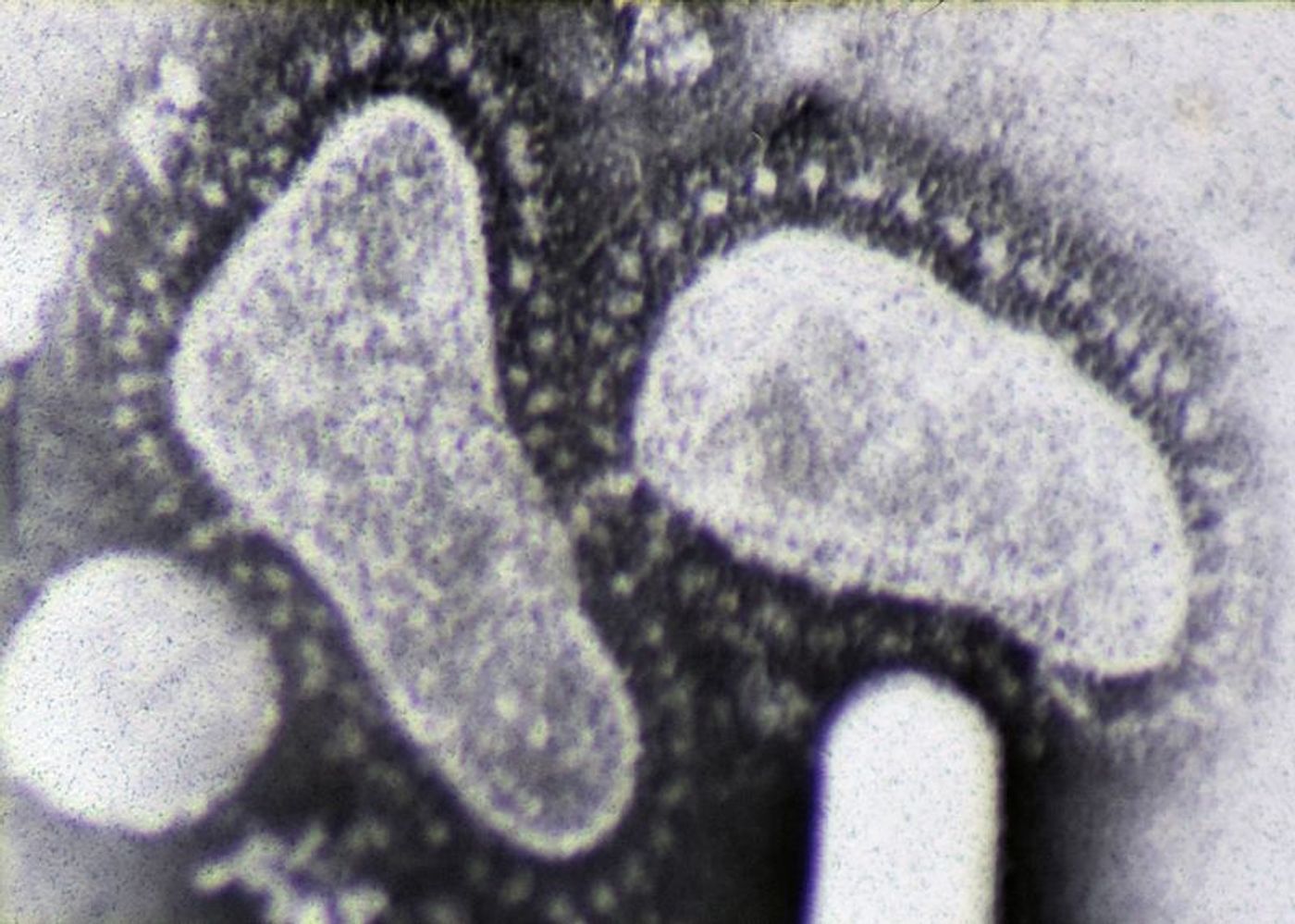 Electron micrograph of two coronaviruses. Credit: Dr. Graham Beards