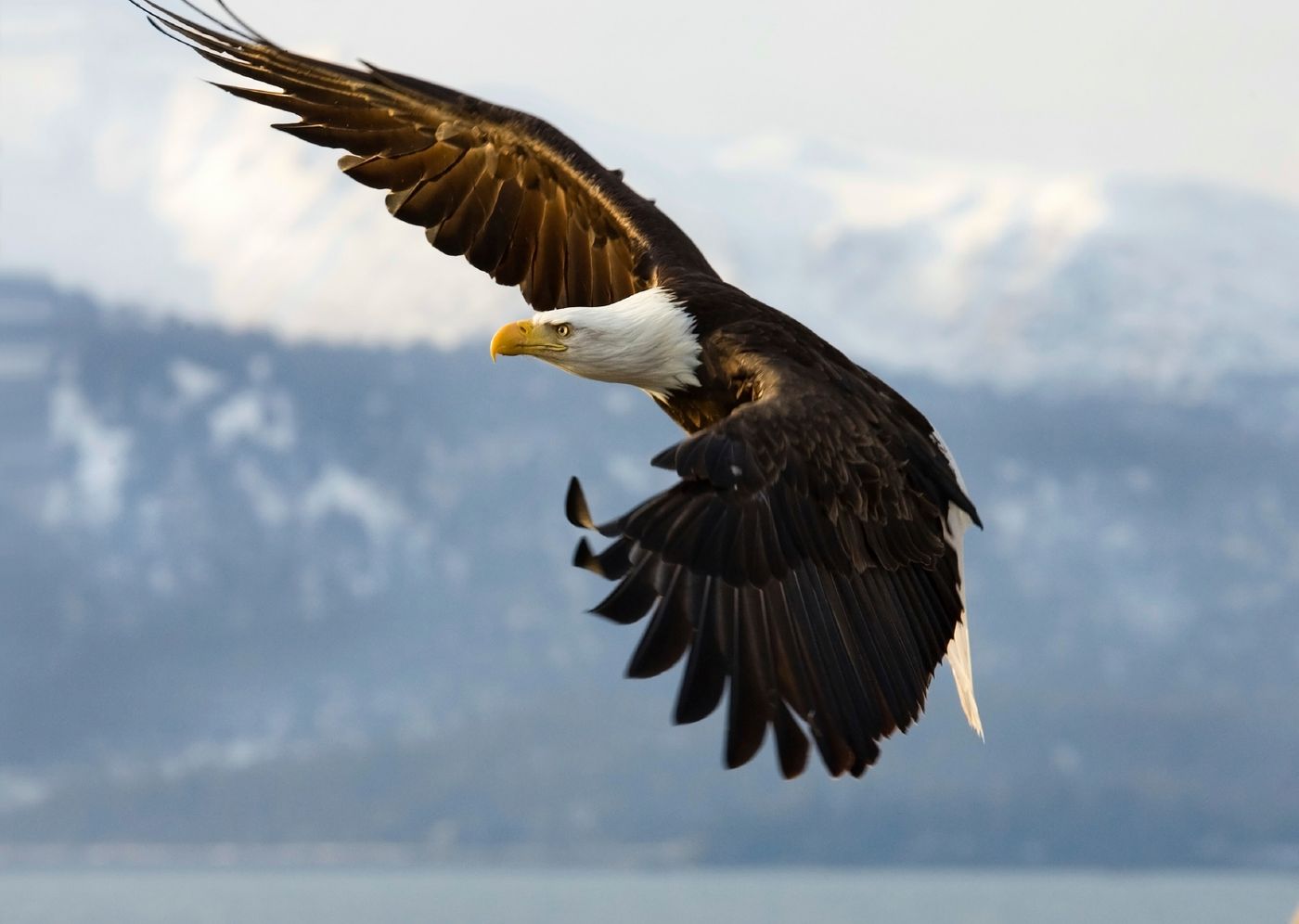 Bald eagles were brought back into healthy populations with support from the ESA
