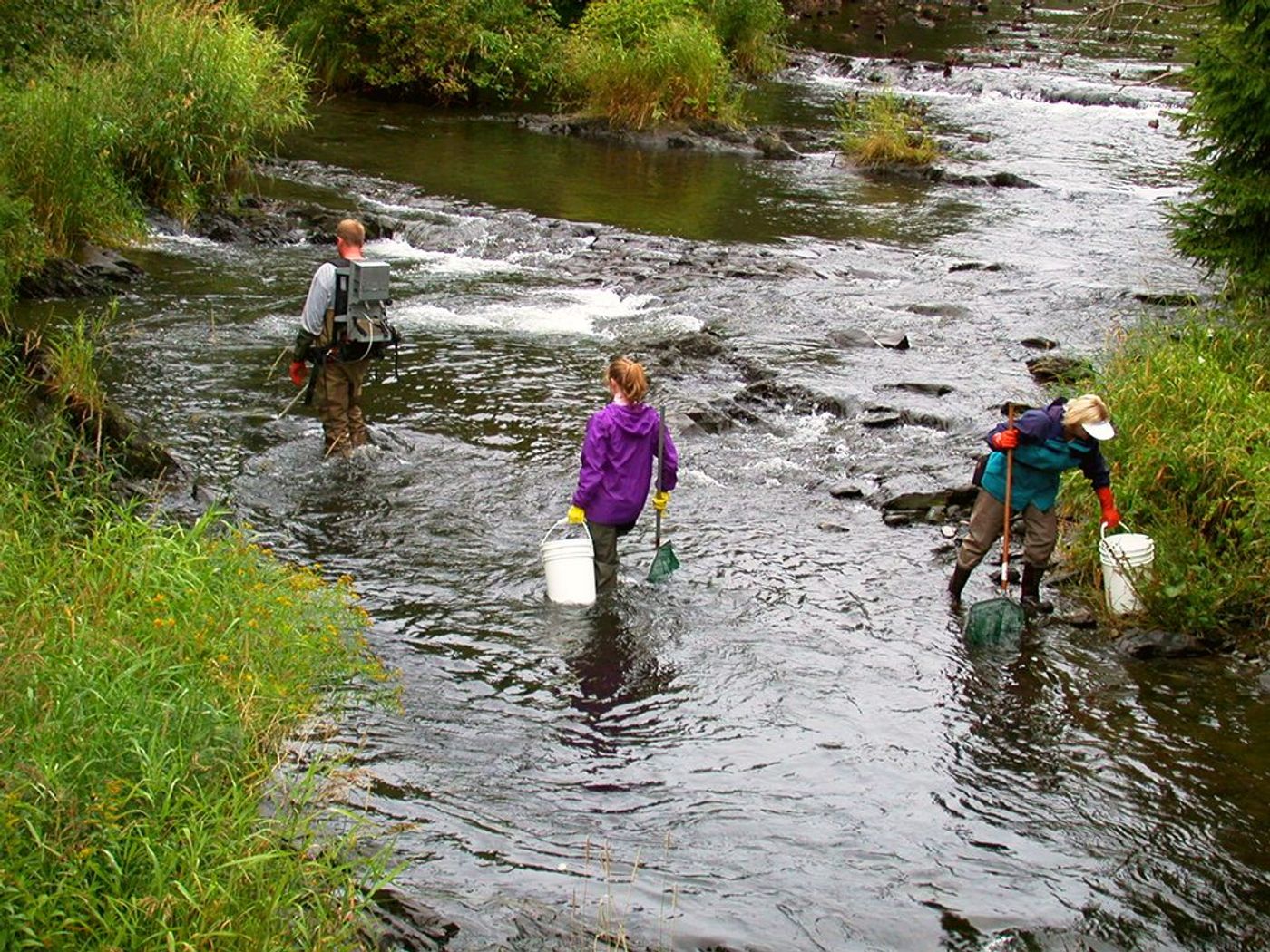 Checking stream health. Photo: Oceans Ltd.