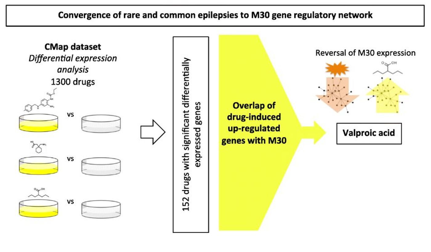 VPA, a commonly used AED with a wide range of clinical efficacy, is the one that is most significantly predicted to restore the expression of M30 in epilepsy toward health. (MR Johnson et al, 2016)