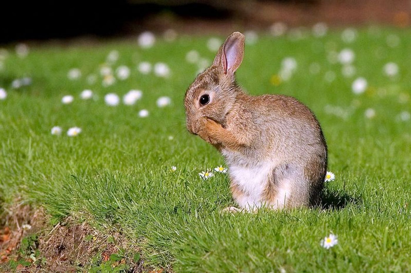 Has the European rabbit found a new way to survive in Australia's mountains?