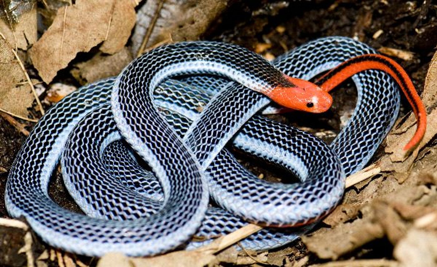 The blue coral snake has strikingly-distinct colors, but its venom will keep you a far distance away.