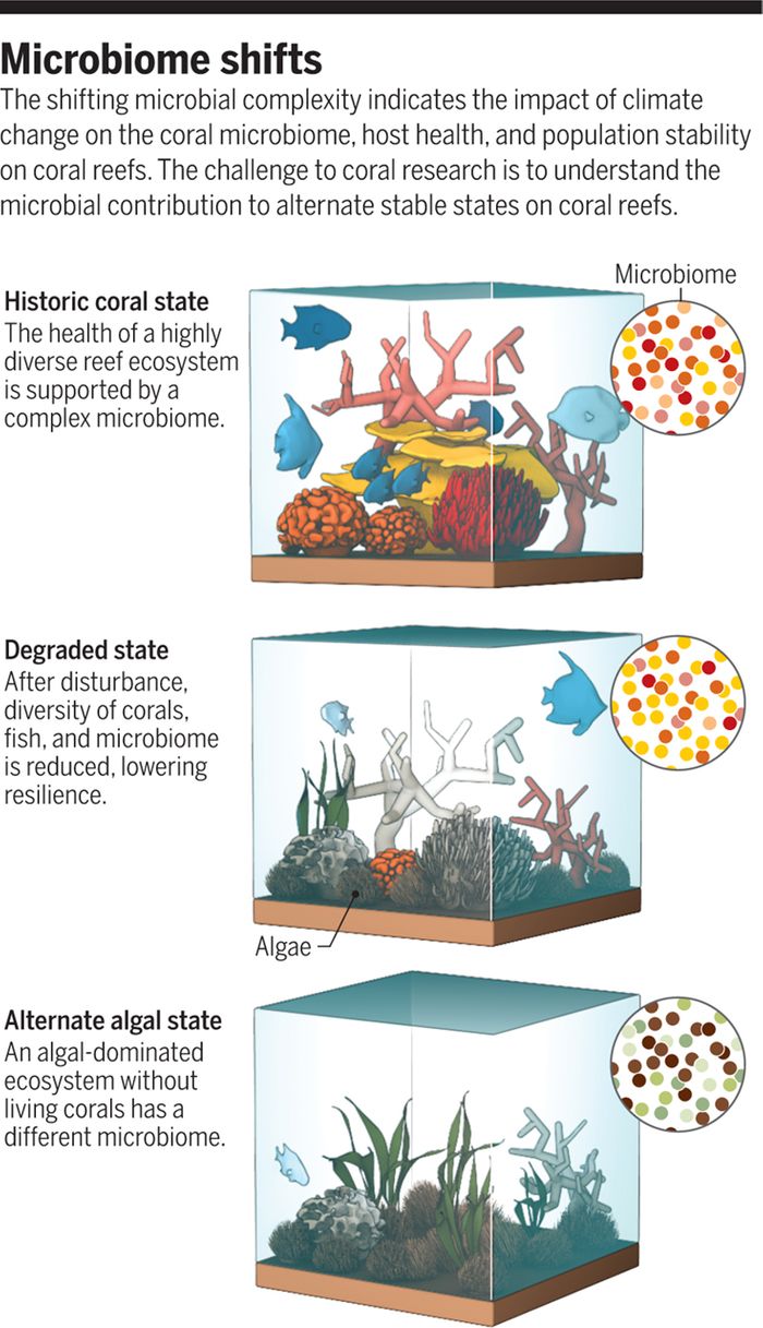 In this Illustration from V. Altounian/Science, shifting microbial complexity shows the impact of climate change on the coral microbiome, host health, and population stability on coral reefs. A challenge to this research is understanding the microbial contribution to alternate states of stability on coral reefs.