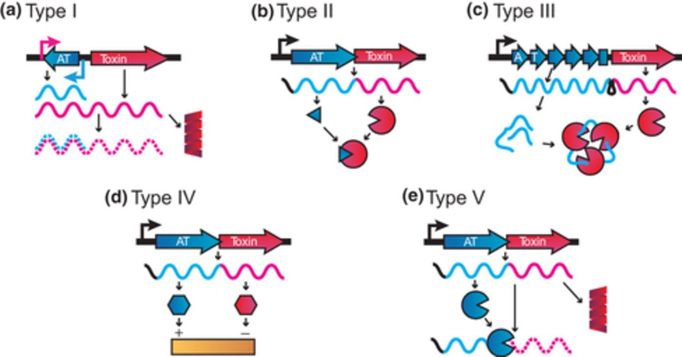 Types of Toxin-Antitoxin Systems in Bacteria