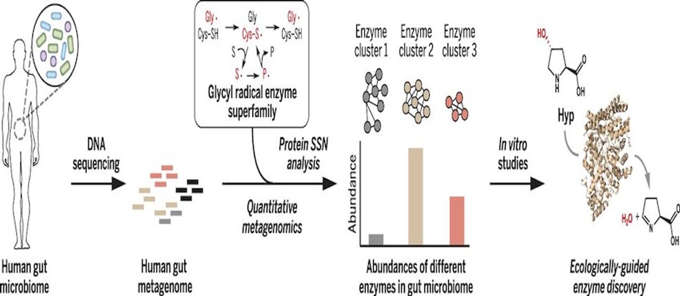Protein sequence similarity network analysis & quantitative metagenomics show abundance of known and unknown enzyme superfamily members. An analysis of glycyl radical enzymes in healthy human microbiomes aided the discovery of trans-4-hydroxy-L-proline dehydratase, a universally distributed, previously unknown gut microbial enzyme. / Credit: Science Levin et al 2017
