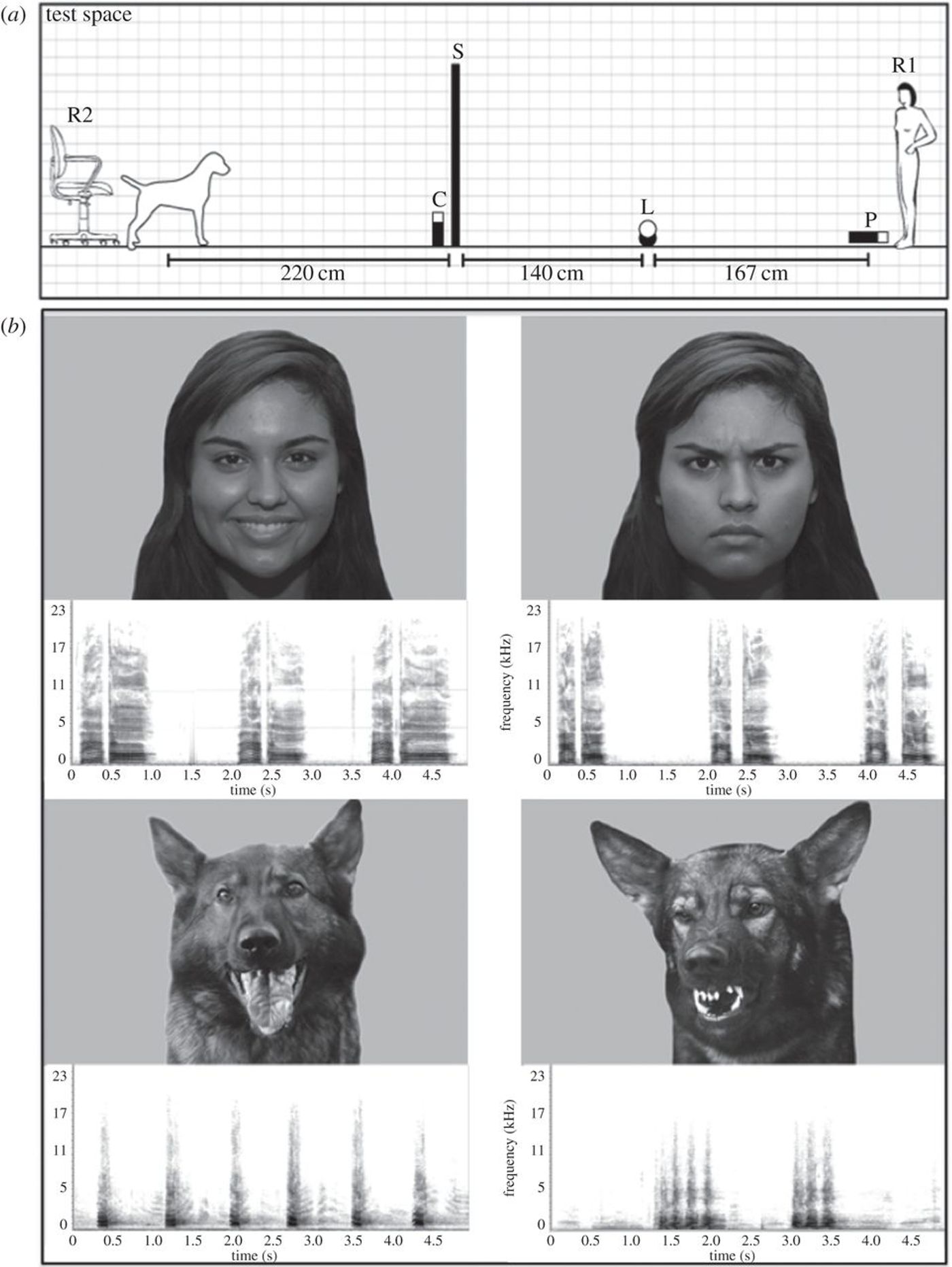 Some examples of what dogs were shown in the testing.