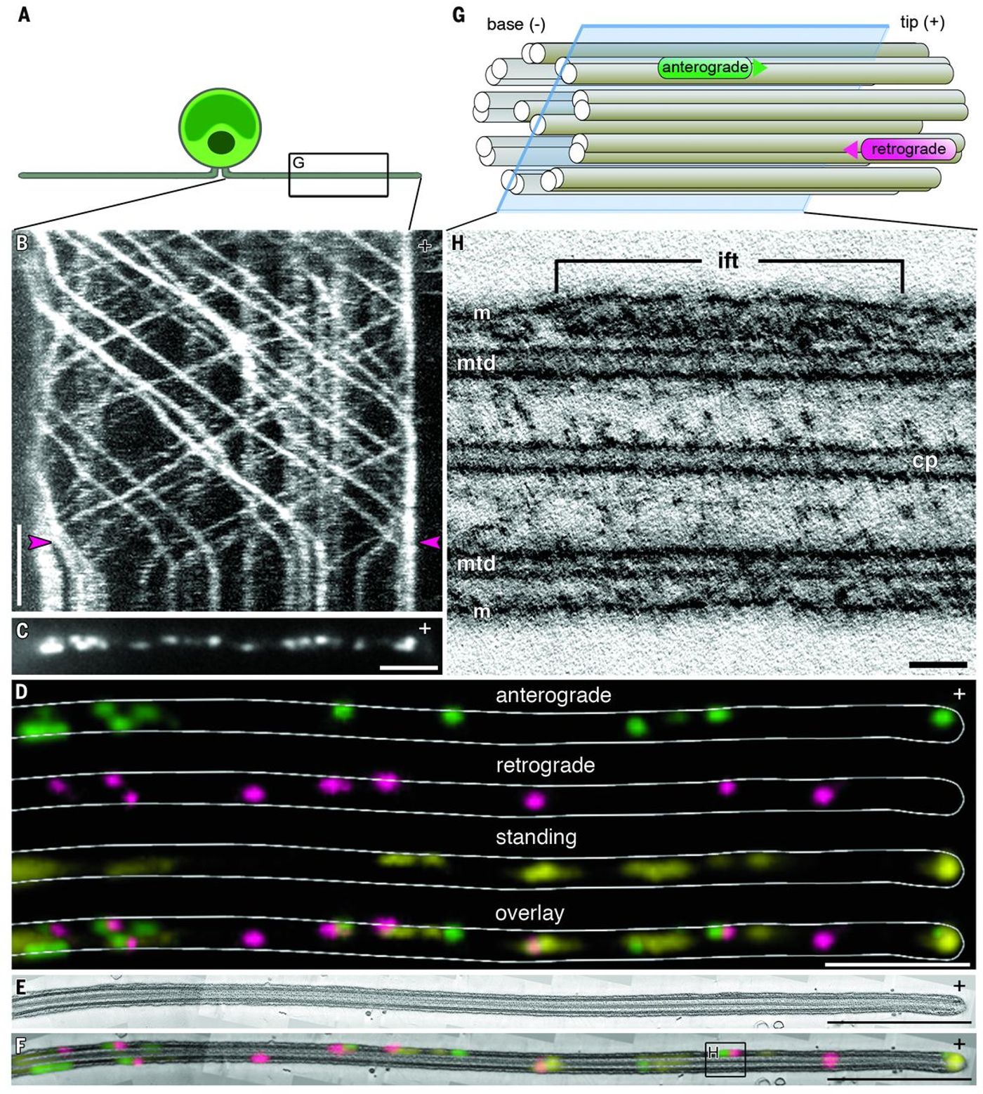 (A) A Chlamydomonas cell with gliding flagella - enlargement in (G). (B) Kymograph of fixation during live-cell imaging of Chlamydomonas. (C) TIRF microscopy image of the positions of IFT trains after fixation. (D) Each IFT train was color-coded according to the direction of movement: anterograde, green; retrograde, magenta; and standing, yellow. (E) Longitudinal section through the cilium 3D reconstruction. (F) Overlay of fluorescence and EM images on the section shown in (E) - enlarged in (H). (G) Diagram of anterograde and retrograde trains traveling along microtubule doublets. The plane of the virtual slice in (H) is marked. (H) Virtual slice through the tomogram, containing an anterograde IFT train
