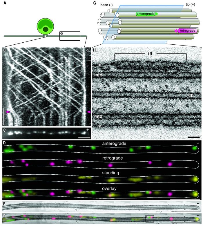 (A) A Chlamydomonas cell with gliding flagella - enlargement in (G). (B) Kymograph of fixation during live-cell imaging of Chlamydomonas. (C) TIRF microscopy image of the positions of IFT trains after fixation. (D) Each IFT train was color-coded according to the direction of movement: anterograde, green; retrograde, magenta; and standing, yellow. (E) Longitudinal section through the cilium 3D reconstruction. (F) Overlay of fluorescence and EM images on the section shown in (E) - enlarged in (H). (G) Diagram of anterograde and retrograde trains traveling along microtubule doublets. The plane of the virtual slice in (H) is marked. (H) Virtual slice through the tomogram, containing an anterograde IFT train