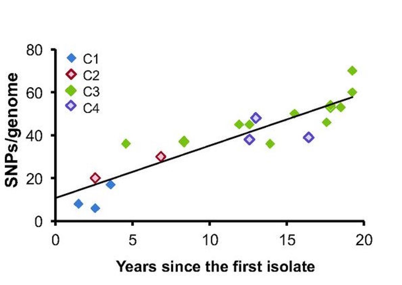 Number of SNPs distinguishing each isolate from the first (BM1) over time. Line of best fit with a slope of 2.4 mutations per year is shown.