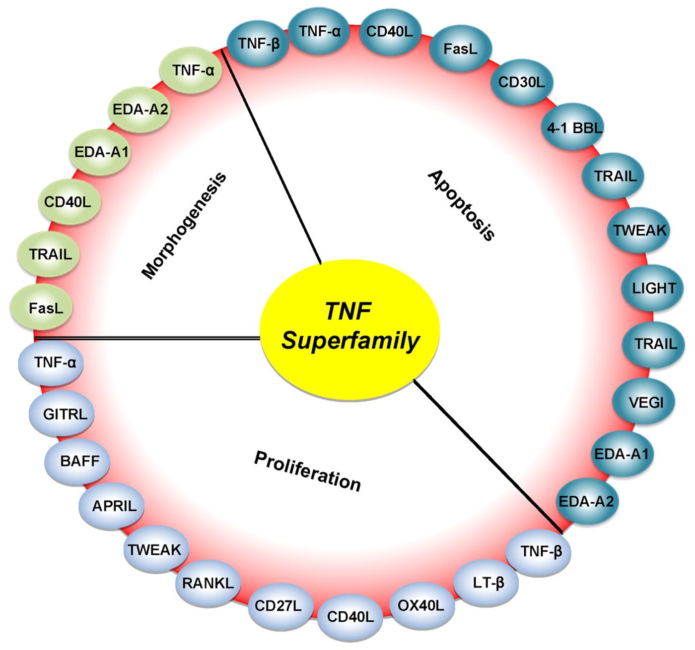 TNF plays a role in several different functions.