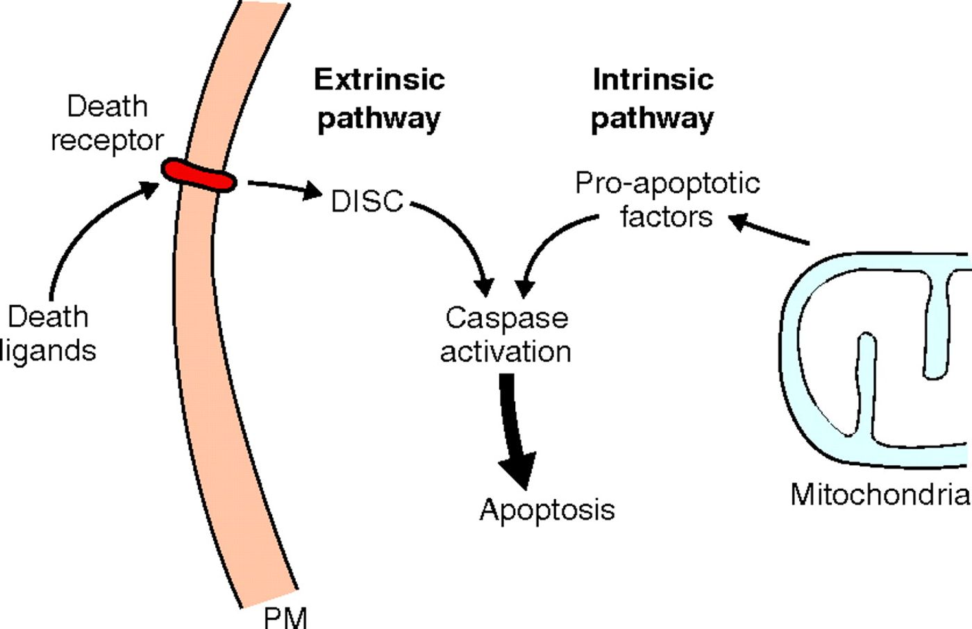 Adapted from Journal of Cell Science, by Guadamillas and colleagues.