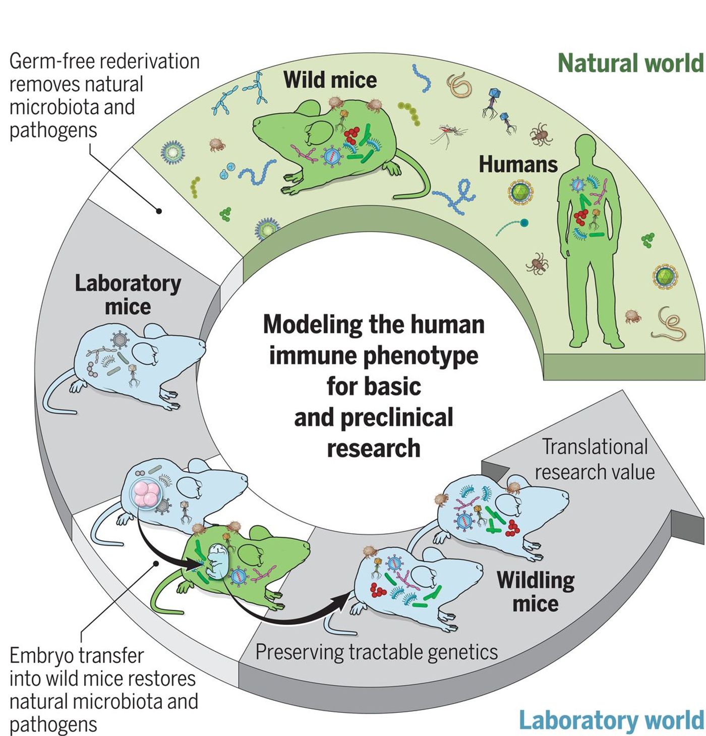 Natural microbes can help reduce shortcomings of current mouse models. The C57BL/6 genotype was preserved while generating a natural microbiome by using wild mice as surrogates for C57BL/6 embryos. The resulting colony of wildings carried a microbiome that was resilient and stable over time, through challenges. In immunological tests, wildling mice had higher translational research value. / Credit: Science 2019  Rosshart et al