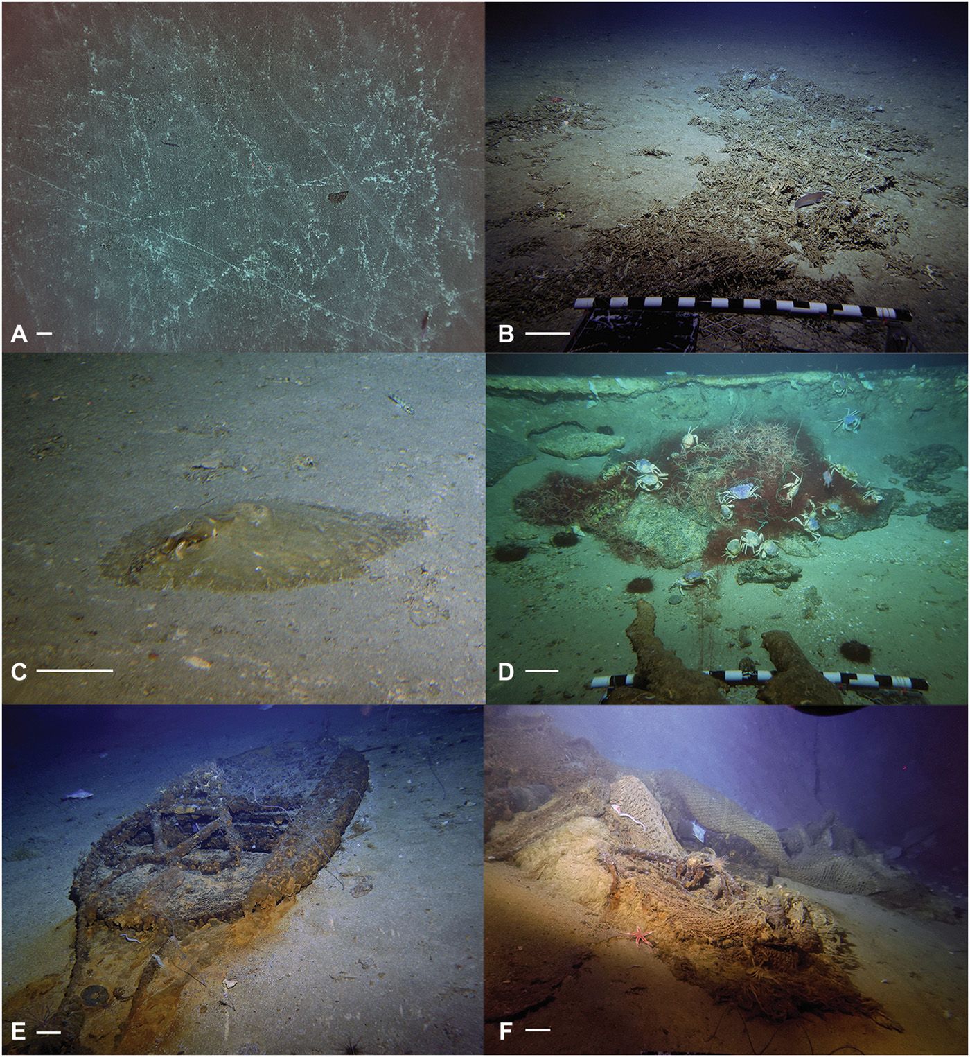 Example images of adverse impacts of fisheries on seamount deep-sea coral communities (Science Advances)