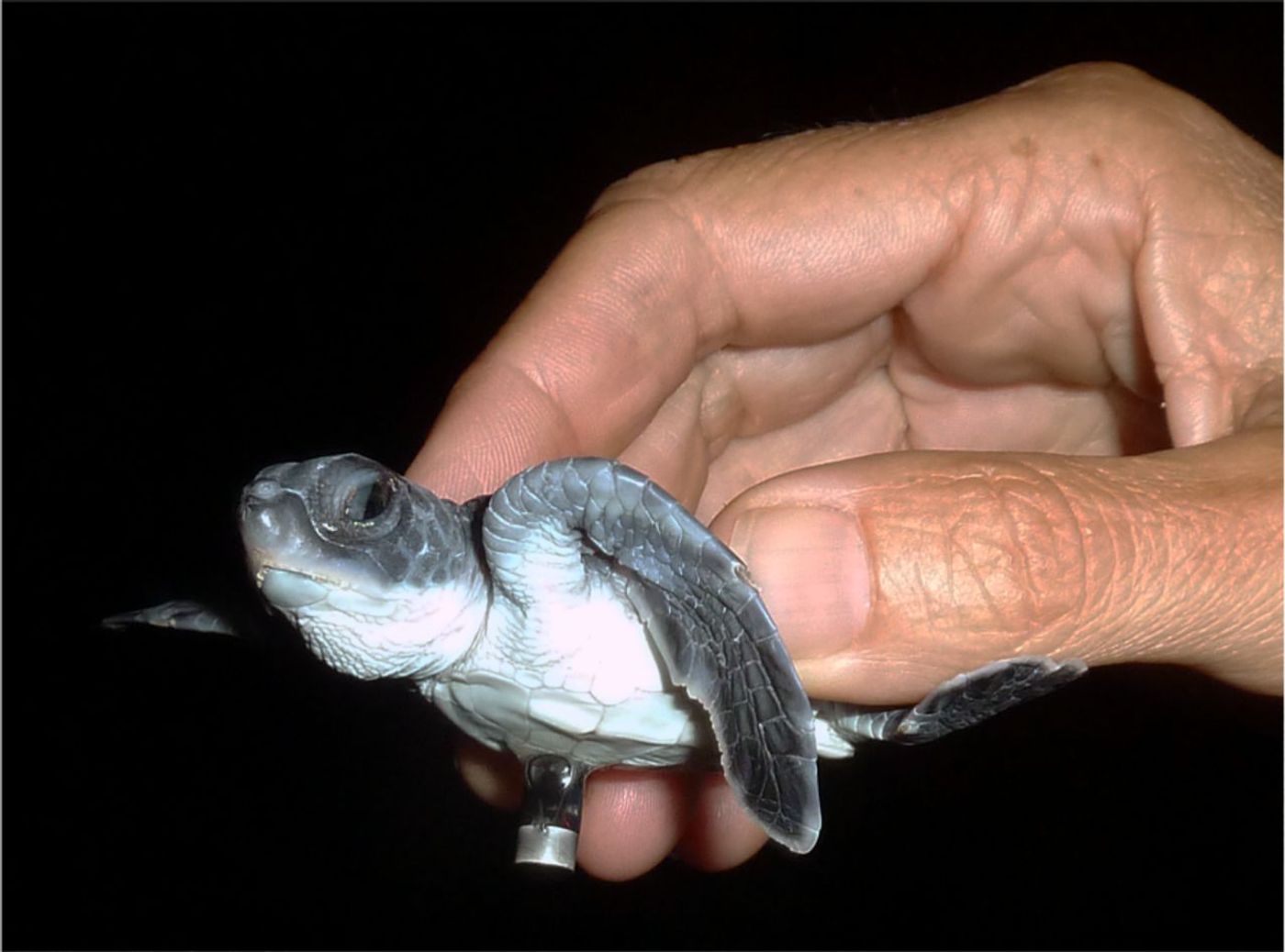 Baby sea turtles rely on natural light to get to the safety of the ocean, but artificial light pollution could make it much harder on them.