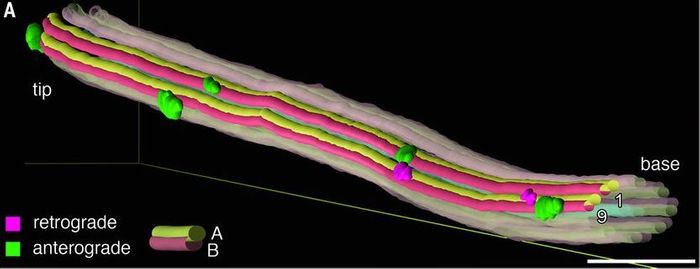 Segmentation of an axoneme, showing anterograde and retrograde trains moving simultaneously on microtubule doublet 9. IFT trains are not shown on doublets 2 to 8 for clarity.