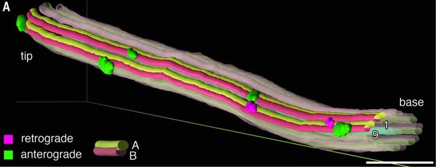 Segmentation of an axoneme, showing anterograde and retrograde trains moving simultaneously on microtubule doublet 9. IFT trains are not shown on doublets 2 to 8 for clarity.