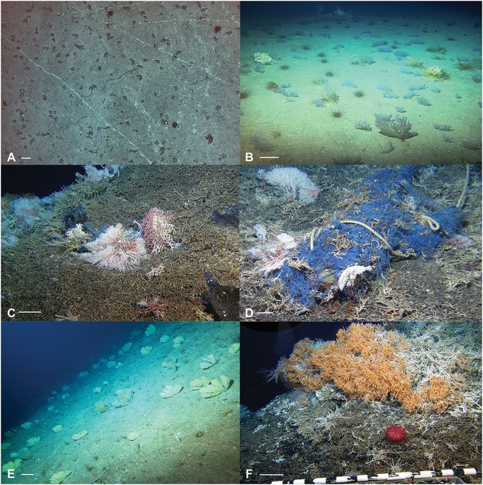 Example images of recovering assemblages on the Recovering Seamounts (Science Advances)
